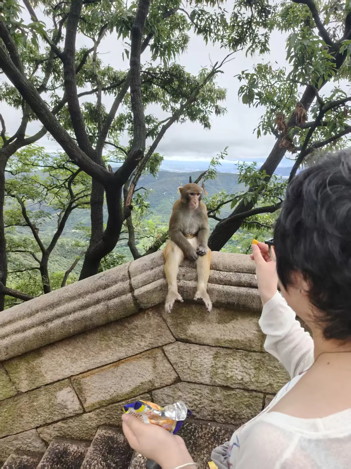 在花果山喂猴子